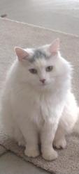 Reunited Male Cat last seen Hampton, Boise, ID 83704