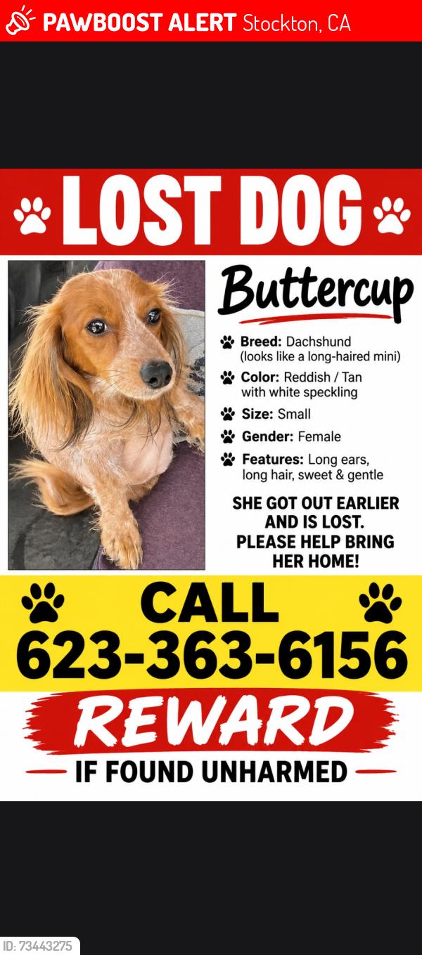 Lost Female Dog last seen Harding and airport, Stockton, CA 95205