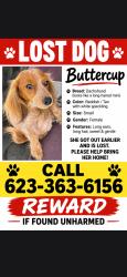Lost Female Dog last seen Harding and airport, Stockton, CA 95205