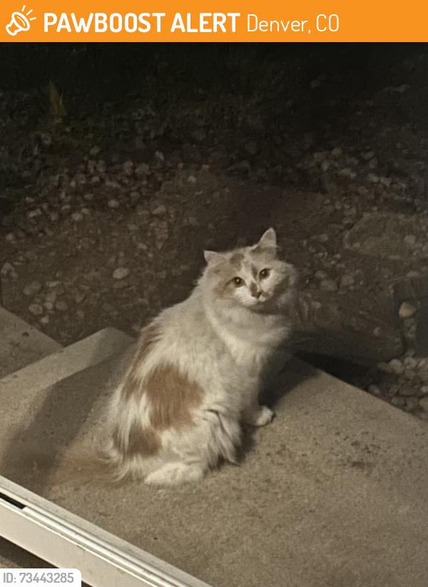 Found/Stray Unknown Cat last seen S newton st and w Floyd ave, Denver, CO 80236
