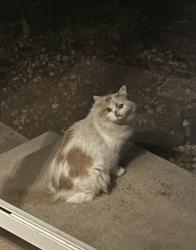 Found/Stray Unknown Cat last seen S newton st and w Floyd ave, Denver, CO 80236