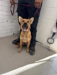 Shelter Stray Female Dog last seen 9TH AND PEDLEY ST, 333 Chandler Pl, San Bernardino, CA 92408, USA