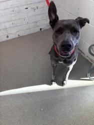 Shelter Stray Female Dog last seen 9TH AND PEDLEY ST, 333 Chandler Pl, San Bernardino, CA 92408, USA