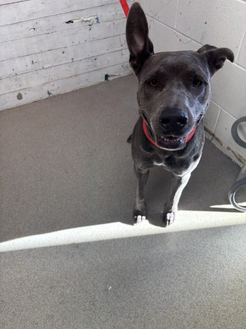 Shelter Stray Female Dog last seen 9TH AND PEDLEY ST, 333 Chandler Pl, San Bernardino, CA 92408, USA