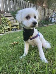 Reunited Male Dog last seen 54th st w and Cortez, Bradenton, FL 34209