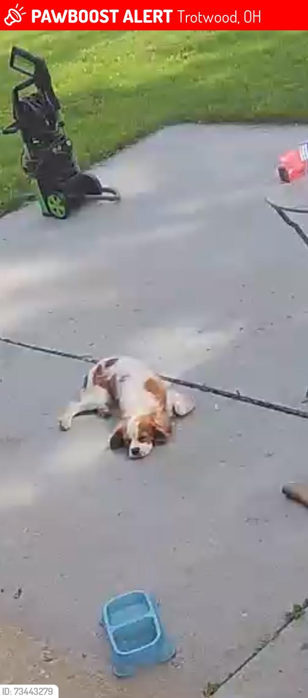 Lost Male Dog last seen Reba Drive, Wilmington, OH 45177