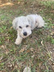 Found/Stray Male Dog last seen Near nashville dr Fayetteville nc, Fayetteville, NC 28306