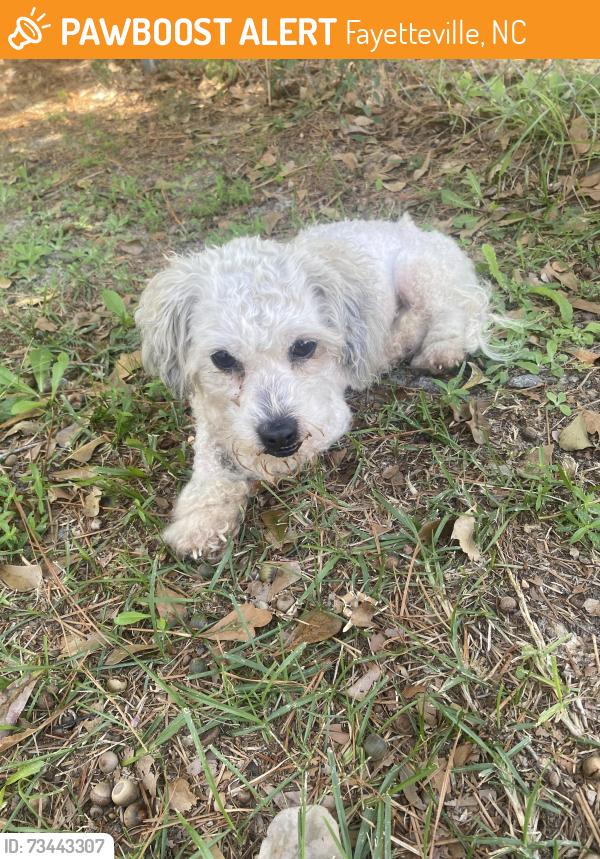 Found/Stray Male Dog last seen Near nashville dr Fayetteville nc, Fayetteville, NC 28306