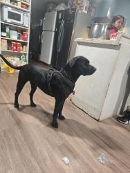 Lost Male Dog last seen Marietta, Marietta, GA 30067