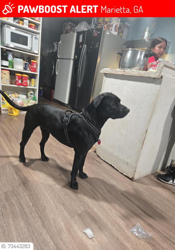 Lost Male Dog last seen Marietta, Marietta, GA 30067