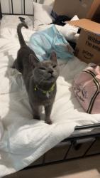 Lost Male Cat last seen In a neighborhood, Spring Hill, FL 34613