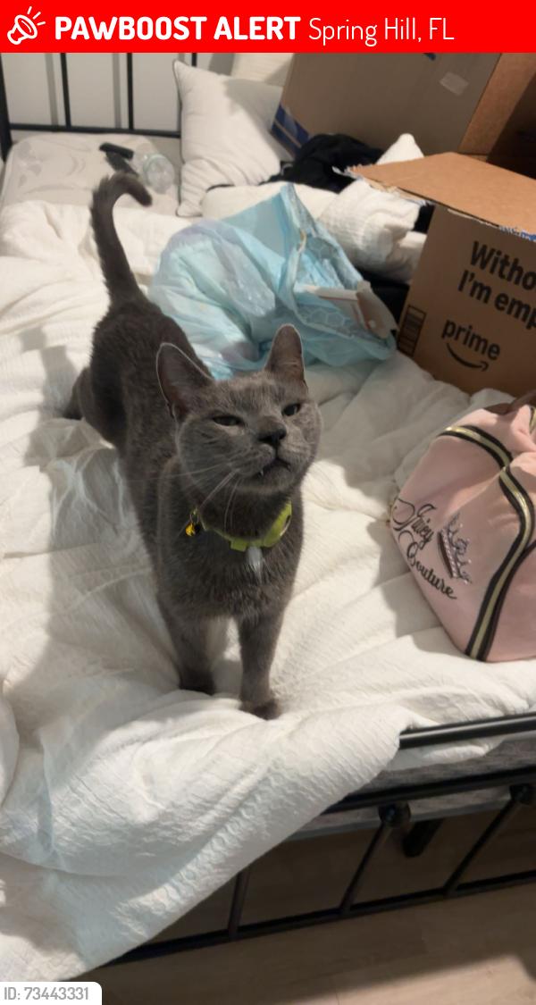 Lost Male Cat last seen In a neighborhood, Spring Hill, FL 34613