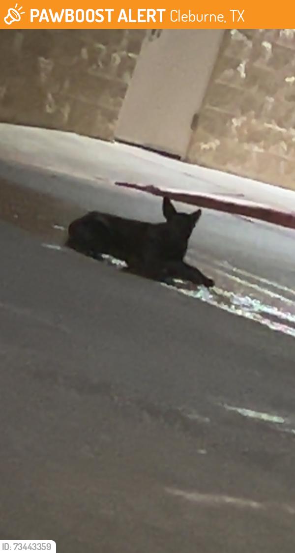 Found/Stray Female Dog last seen Kilpatrick and Main Street between the Home Depot and Albertsons, Cleburne, TX 76031