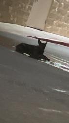 Found/Stray Female Dog last seen Kilpatrick and Main Street between the Home Depot and Albertsons, Cleburne, TX 76031