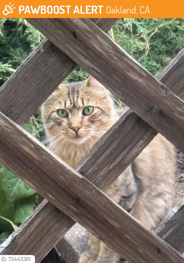 Found/Stray Unknown Cat last seen Simmons st., Oakland, CA 94619