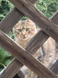 Found/Stray Unknown Cat last seen Simmons st., Oakland, CA 94619
