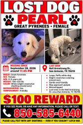 Lost Female Dog last seen She was at mt friends hse, Kirby, TX 78219