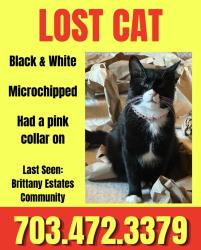 Reunited Male Cat last seen Brittany ests Community, Stafford, VA 22554