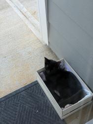 Found/Stray Female Cat last seen southend, Charlotte, NC 28217