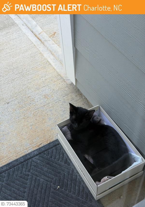 Found/Stray Female Cat last seen southend, Charlotte, NC 28217