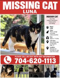 Lost Female Cat last seen She was see walking around a driveway on Shadyview Dr, Charlotte, NC 28210