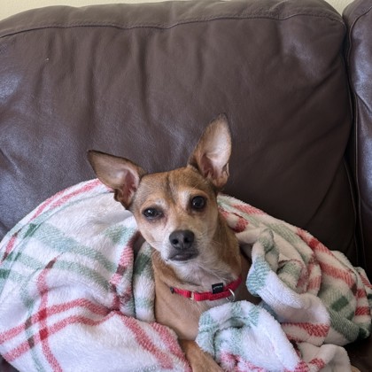 Shelter Stray Male Dog last seen Near Dorchester Way, Madison 7, City of, WI, 5132 Voges Rd, Madison, WI 53718, USA