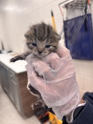 Shelter Stray Female Cat last seen Near Taney Rd, 21215, MD, 2490 Giles Rd, Baltimore, MD 21225, USA
