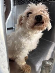 Shelter Stray Male Dog last seen Near E 4TH ST, Central District, TX, 355 Hillshire Dr, Haslet, TX 76052, USA