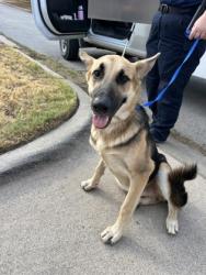 Shelter Stray Male Dog last seen Near NW 31ST ST, North District, TX, 355 Hillshire Dr, Haslet, TX 76052, USA
