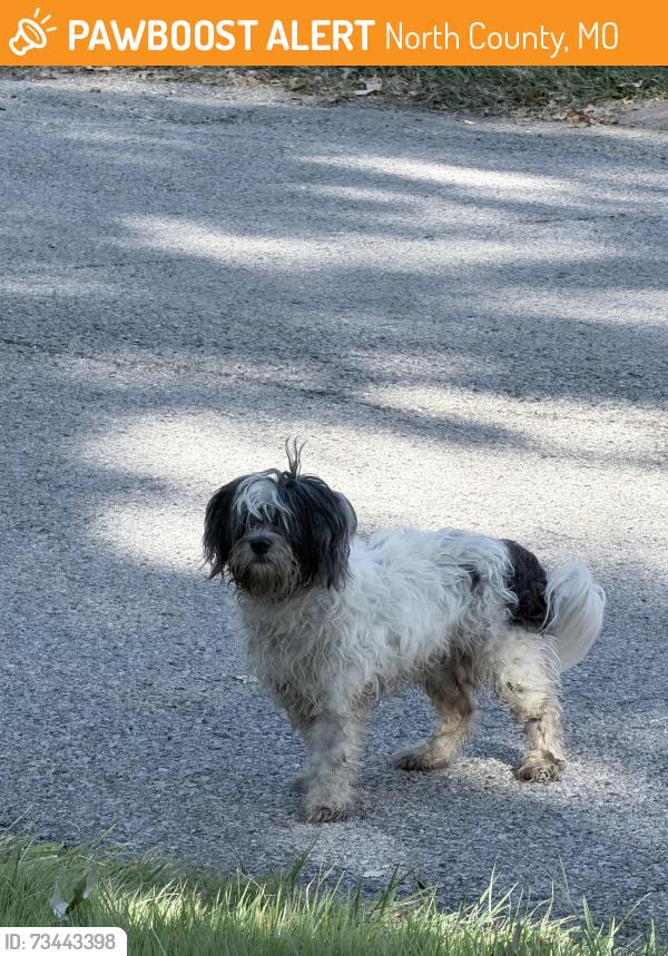 Found/Stray Male Dog last seen Donnell, North County, MO 63137
