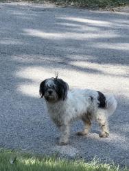 Found/Stray Male Dog last seen Donnell, North County, MO 63137