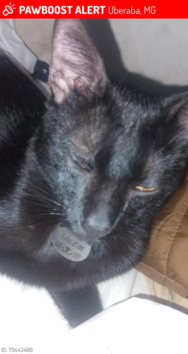Lost Male Cat last seen Barão da ponte alta, prudente de morais, emabem,MC Donald's, Uberaba, MG 