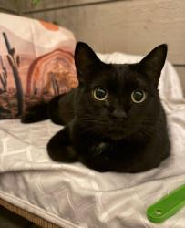 Lost Female Cat last seen Near Lookout act and 3561 Lookout Ct, Oceanside, CA 92056