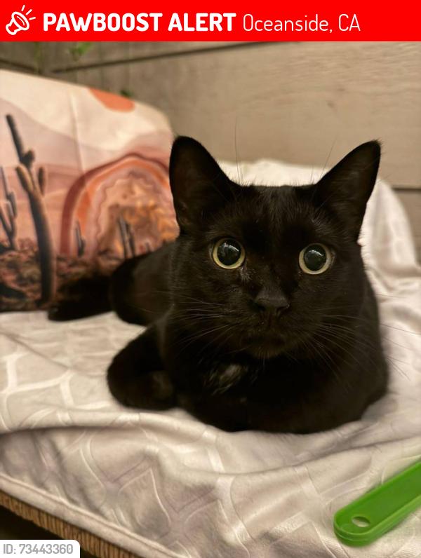 Lost Female Cat last seen Near Lookout act and 3561 Lookout Ct, Oceanside, CA 92056