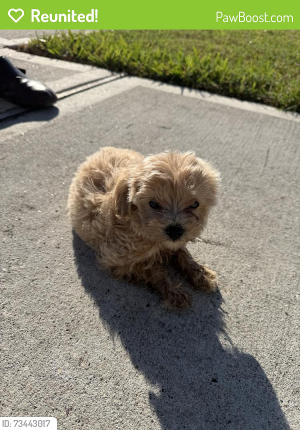 Reunited Unknown Dog last seen Gilded Peak, Spring, TX 77373, USA, Spring, TX 77373