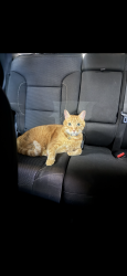 Lost Male Cat last seen 35th and J4 west., Lancaster, CA 93536