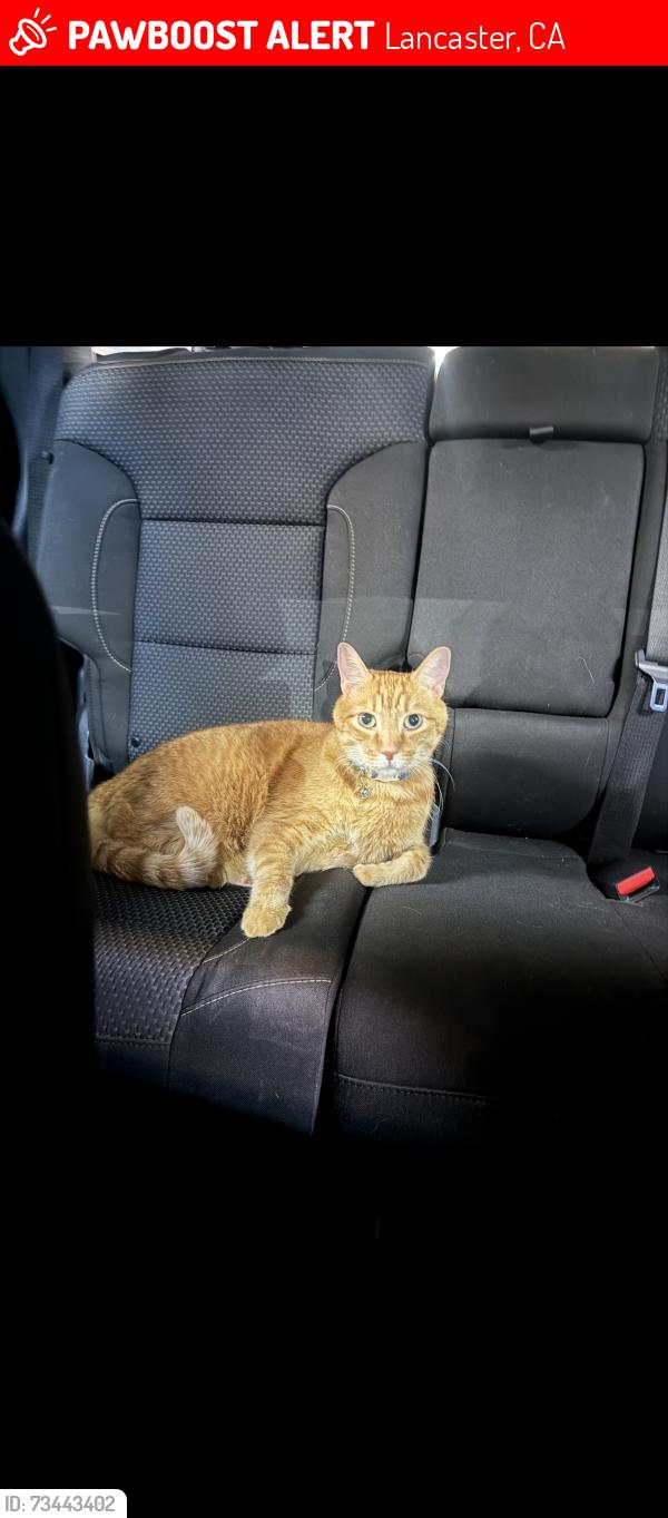 Lost Male Cat last seen 35th and J4 west., Lancaster, CA 93536