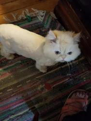 Reunited Female Cat last seen Greena d Liberty, Westminster, MD 21157