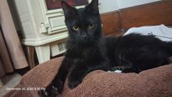 Found/Stray Female Cat last seen Church st & Parker st, Beverly, NJ 08010