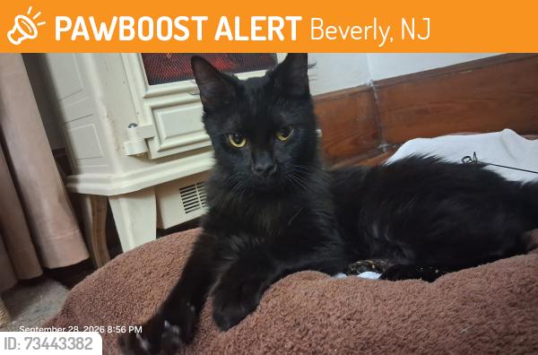 Found/Stray Female Cat last seen Church st & Parker st, Beverly, NJ 08010