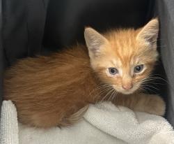Shelter Stray Male Cat last seen Middle of the road, OZONE PARK, NY, 11417, 326 E 110th St, New York, NY 10029, USA