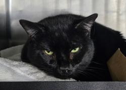 Shelter Stray Male Cat last seen Near Barker Avenue, BRONX, NY, 10467, 326 E 110th St, New York, NY 10029, USA