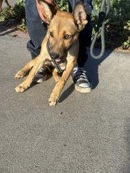 Found/Stray Female Dog last seen Chapman and Santiago, Orange, CA 92869