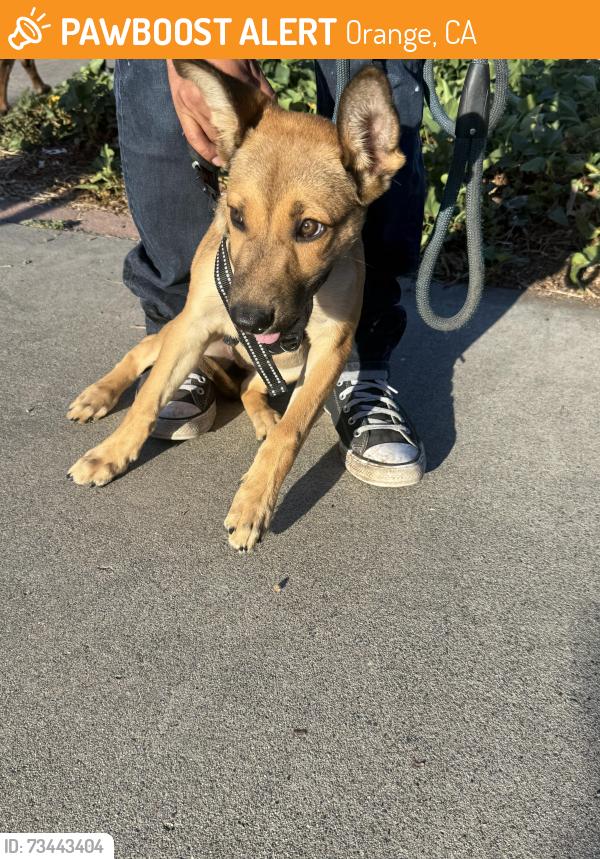 Found/Stray Female Dog last seen Chapman and Santiago, Orange, CA 92869