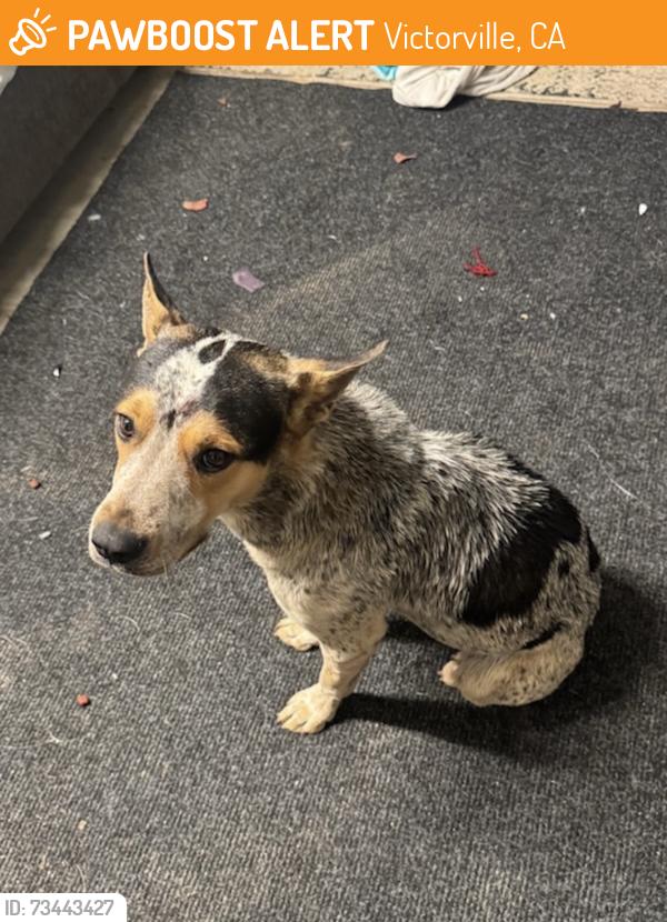Found/Stray Male Dog last seen Victorville, Victorville, CA 92392