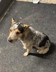 Found/Stray Male Dog last seen Victorville, Victorville, CA 92392