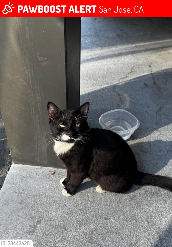 Lost Male Cat last seen Deland ave / Kingman ave, San Jose, CA 95128