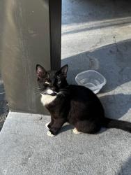 Lost Male Cat last seen Deland ave / Kingman ave, San Jose, CA 95128