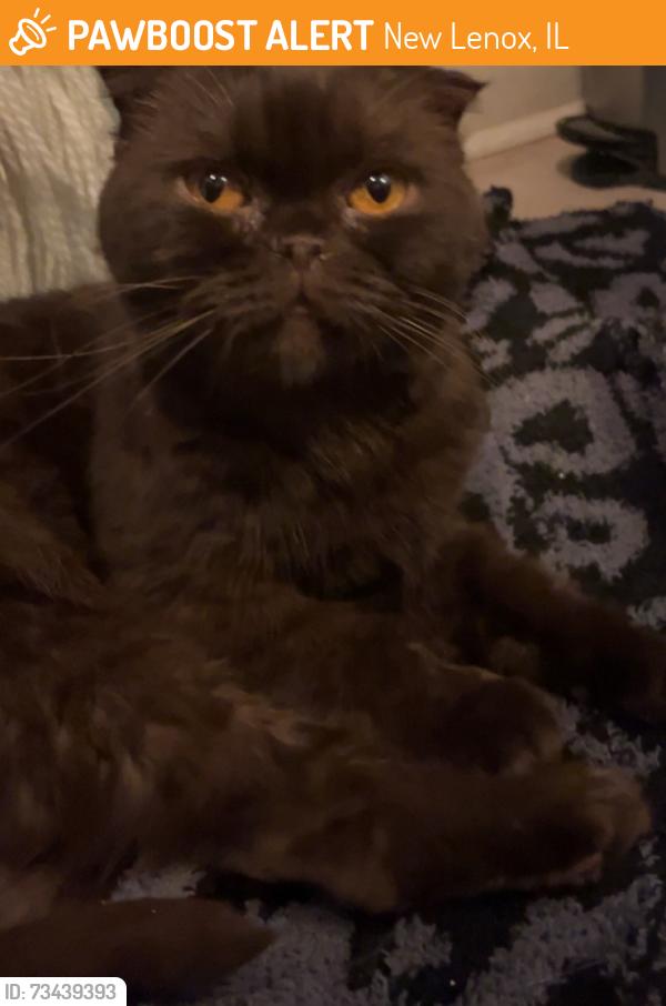 Found/Stray Female Cat last seen Schoolhouse / Delaney, New Lenox, IL 60451