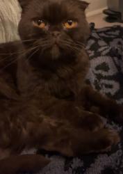 Found/Stray Female Cat last seen Schoolhouse / Delaney, New Lenox, IL 60451